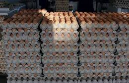 Poultry Association of Nigeria Urges Government to Declare State of Emergency on Egg Production