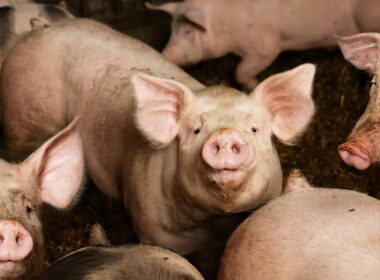 Outrage in South Africa as White Farmer Allegedly Kills Two Black Women, Feeds Bodies to Pigs