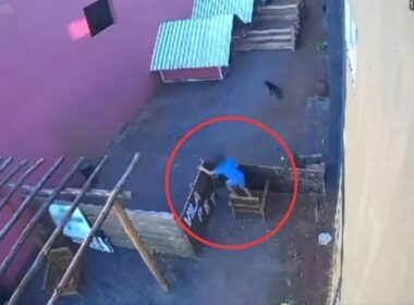 Tragedy in Paraná: 9-Year-Old Kills 23 Animals in Shocking Attack on Veterinary Hospital