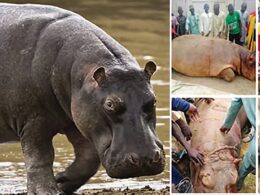 Triumph in Yauri: Locals Hunt Down Deadly Hippo After Weeks of Terror