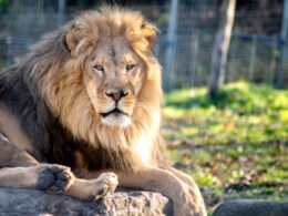 Zookeeper Mauled to Death by Lion in Nigeria After 'Mistake'