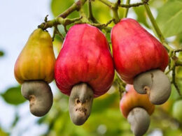 Cashew can generate Nigeria $2.4bn annually – NCAN President