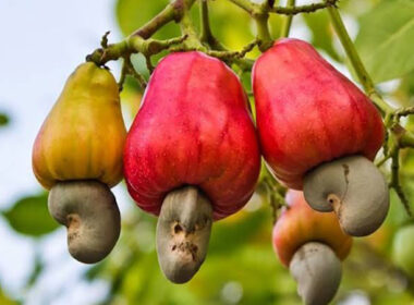 Cashew can generate Nigeria $2.4bn annually – NCAN President