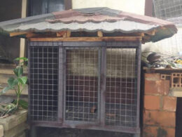 17-Year-Old Boy locked in dog cage for visiting female classmate In Delta State