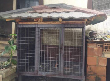 17-Year-Old Boy locked in dog cage for visiting female classmate In Delta State