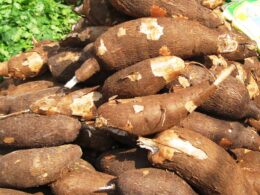 FG Cassava Initiative to Boost Jobs : What You Need To Know FG Cassava Initiative to Boost Jobs : What You Need To Know