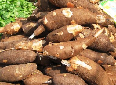 FG Cassava Initiative to Boost Jobs : What You Need To Know