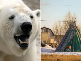 Canadian Man Leaps Onto Wild Polar Bear to Save His Wife From Being Mauled
