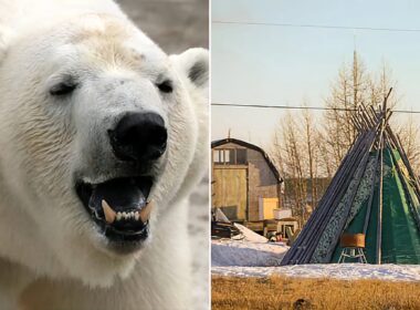 Canadian Man Leaps Onto Wild Polar Bear to Save His Wife From Being Mauled