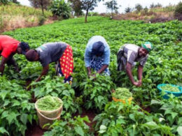 300 Rivers State farmers Receive N150 million NOSDRA grant