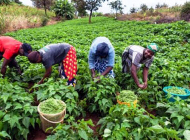 300 Rivers State farmers Receive N150 million NOSDRA grant