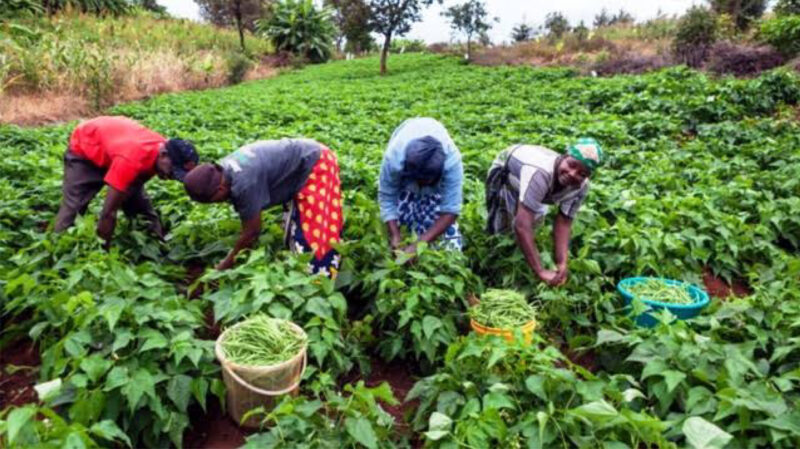 300 Rivers State farmers Receive N150 million NOSDRA grant
