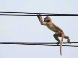 Monkey Shuts Down Power nationwide in Sri Lanka Monkey Shuts Down Power nationwide in Sri Lanka