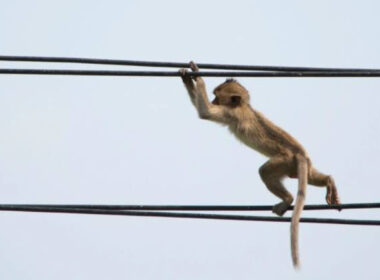 Monkey Shuts Down Power nationwide in Sri Lanka