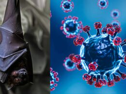 New Coronavirus Found In Chinese Bats Raises Global Concerns