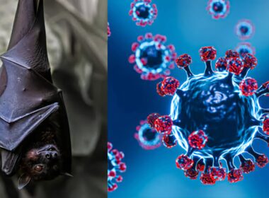 New Coronavirus Found In Chinese Bats Raises Global Concerns