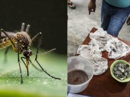 Mandaluyong Barangay Offers Cash for Mosquitoes to Fight Dengue Surge