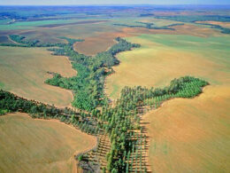 Nigeria Secures N504 Million from UK for Afforestation Project