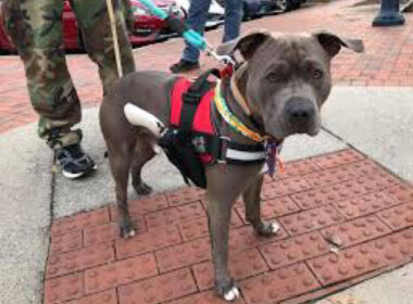 Dog shoots owner