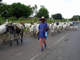 Igbo Town Unions Stand Firm Against FG's Ranching Plans in Southeast Igbo Town Unions Stand Firm Against FG's Ranching Plans in Southeast