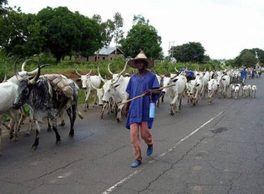 Igbo Town Unions Stand Firm Against FG's Ranching Plans in Southeast
