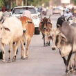 Stray Cows to Be Slaughted And Served to Inmates – Ghana Mayor Warns