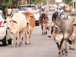 Stray Cows to Be Slaughted And Served to Inmates – Ghana Mayor Warns