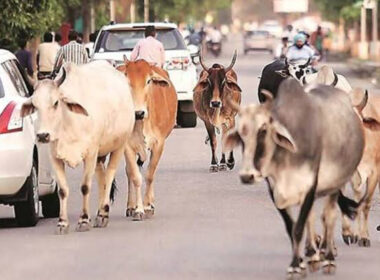 Stray Cows to Be Slaughted And Served to Inmates – Ghana Mayor Warns