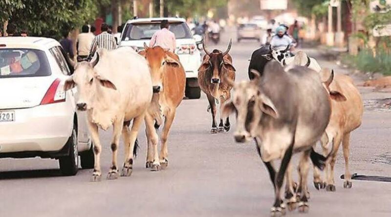 Stray Cows to Be Slaughted And Served to Inmates – Ghana Mayor Warns